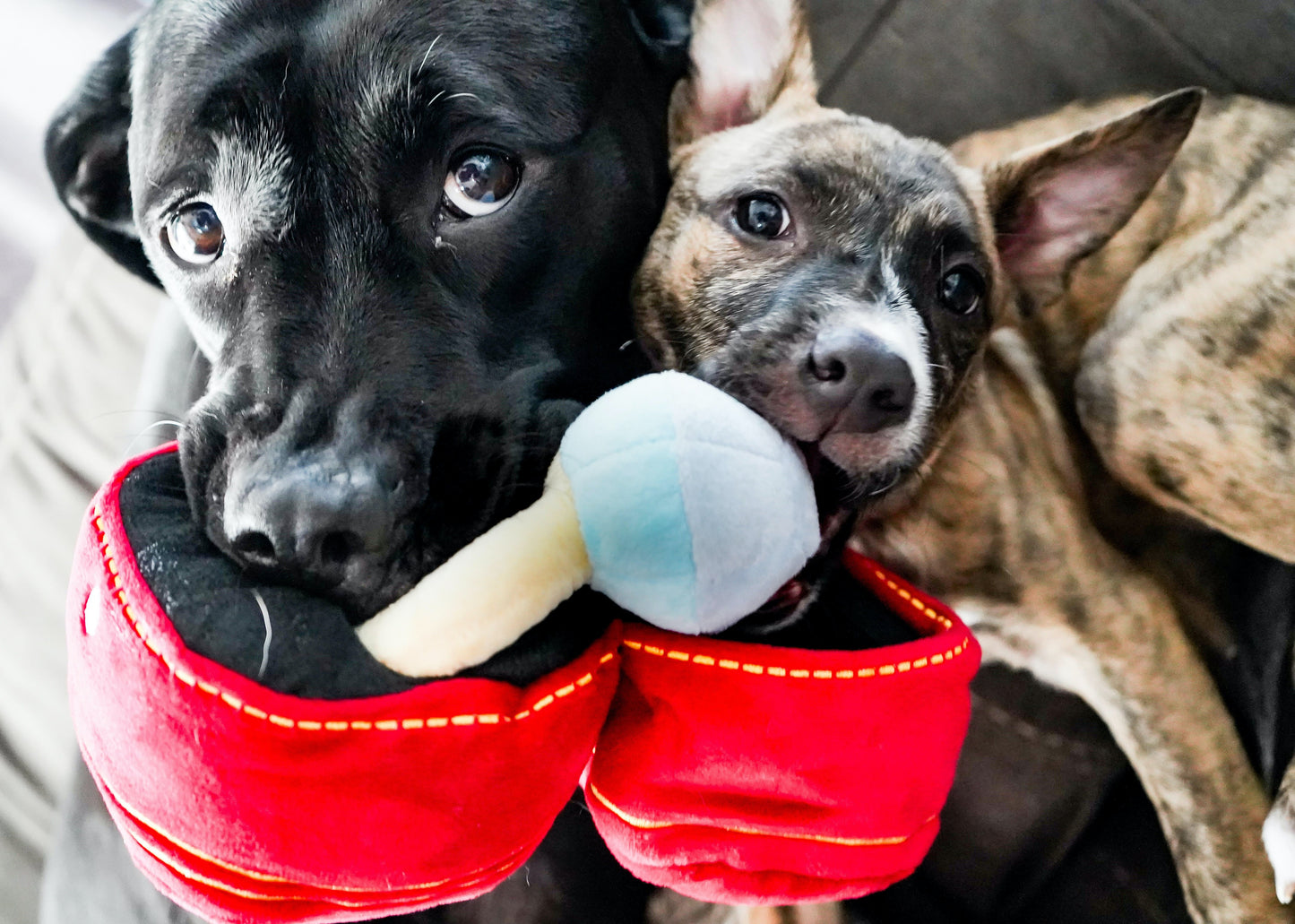 Plush Diamond ring dog toy